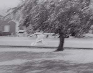 A controlled blur shot of a seagull flying on campus.